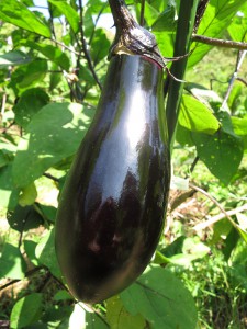 2014,nasu1